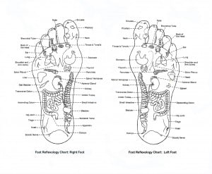FOOT REFLEXOLOGY CHART